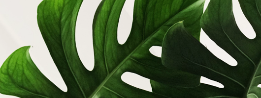Imagem logo de folhas de uma planta representando meu projeto número 4